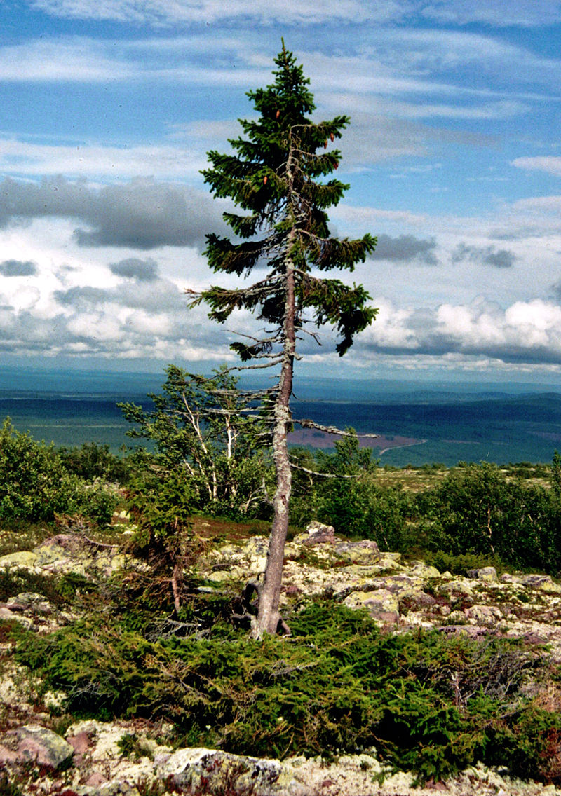 Wikimedia Commons